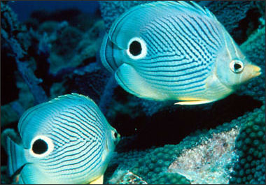 20110307-NOAA  reef fsih Butterflyfish_100.jpg
